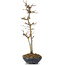 Acer buergerianum, 32 cm, ± 6 Jahre alt