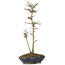 Acer buergerianum, 32 cm, ± 6 Jahre alt