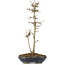 Acer buergerianum, 32 cm, ± 6 Jahre alt