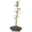 Acer buergerianum, 32 cm, ± 6 Jahre alt