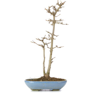 Acer buergerianum, 30 cm, ± 6 ans