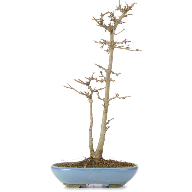 Acer buergerianum, 30 cm, ± 6 Jahre alt