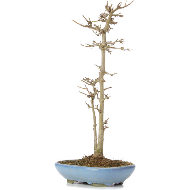 Acer buergerianum, 30 cm, ± 6 Jahre alt