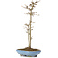 Acer buergerianum, 30 cm, ± 6 years old