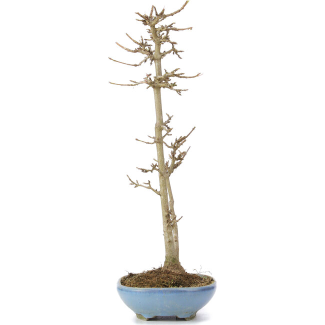 Acer buergerianum, 30 cm, ± 6 Jahre alt
