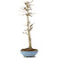Acer buergerianum, 30 cm, ± 6 years old