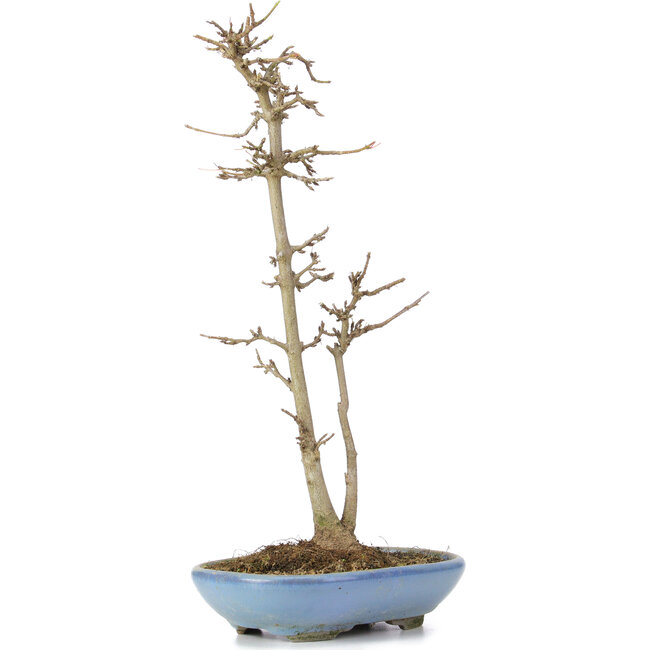 Acer buergerianum, 30 cm, ± 6 jaar oud