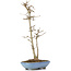 Acer buergerianum, 30 cm, ± 6 years old