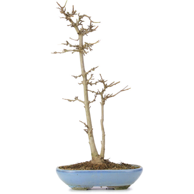 Acer buergerianum, 30 cm, ± 6 jaar oud