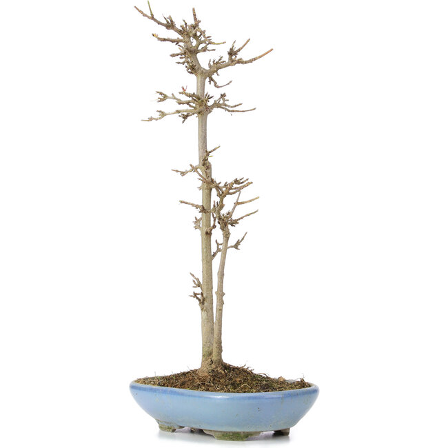 Acer buergerianum, 30 cm, ± 6 years old