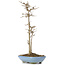 Acer buergerianum, 30 cm, ± 6 years old