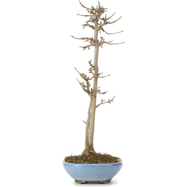 Acer buergerianum, 30 cm, ± 6 Jahre alt