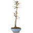 Acer buergerianum, 30 cm, ± 6 years old