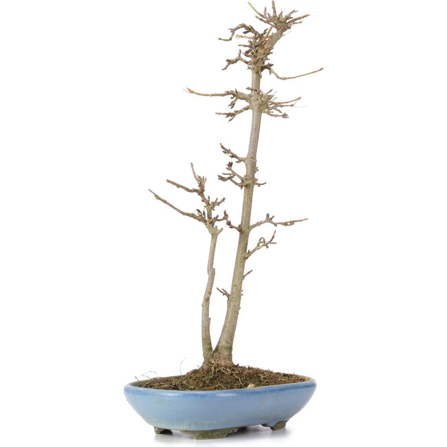 Acer buergerianum, 30 cm, ± 6 years old