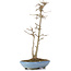 Acer buergerianum, 30 cm, ± 6 ans