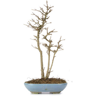 Acer buergerianum, 30 cm, ± 6 años