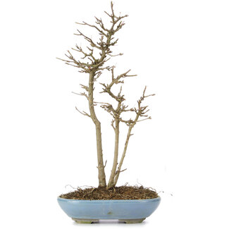 Acer buergerianum, 30 cm, ± 6 Jahre alt