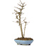 Acer buergerianum, 30 cm, ± 6 Jahre alt