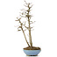 Acer buergerianum, 30 cm, ± 6 years old