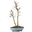 Acer buergerianum, 30 cm, ± 6 Jahre alt