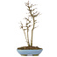 Acer buergerianum, 30 cm, ± 6 years old