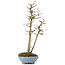 Acer buergerianum, 30 cm, ± 6 Jahre alt