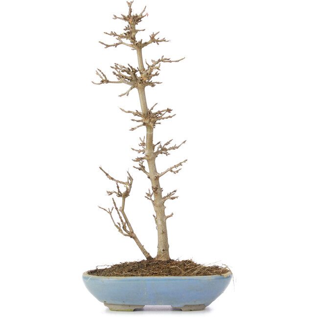 Acer buergerianum, 28,5 cm, ± 6 anni