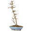 Acer buergerianum, 28,5 cm, ± 6 Jahre alt