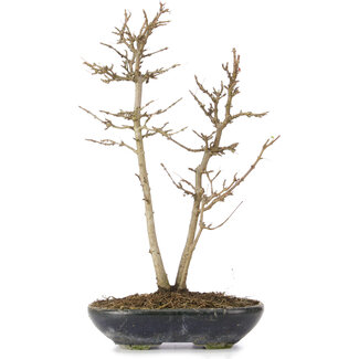 Acer buergerianum, 26 cm, ± 6 años