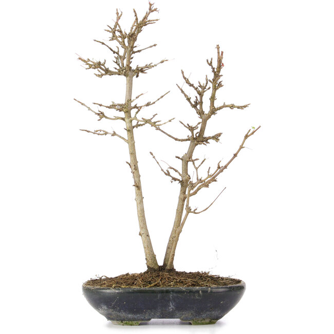 Acer buergerianum, 26 cm, ± 6 anni