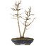 Acer buergerianum, 26 cm, ± 6 Jahre alt