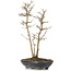 Acer buergerianum, 26 cm, ± 6 Jahre alt