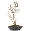 Acer buergerianum, 26 cm, ± 6 Jahre alt