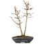 Acer buergerianum, 26 cm, ± 6 Jahre alt