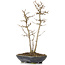 Acer buergerianum, 26 cm, ± 6 Jahre alt