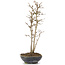 Acer buergerianum, 26 cm, ± 6 Jahre alt