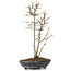 Acer buergerianum, 26 cm, ± 6 Jahre alt