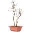 Acer buergerianum, 33 cm, ± 6 years old