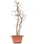 Acer buergerianum, 33 cm, ± 6 años