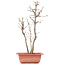 Acer buergerianum, 33 cm, ± 6 years old