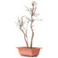 Acer buergerianum, 33 cm, ± 6 years old
