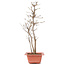 Acer buergerianum, 33 cm, ± 6 years old