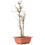 Acer buergerianum, 33 cm, ± 6 years old