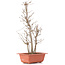 Acer buergerianum, 34 cm, ± 6 Jahre alt