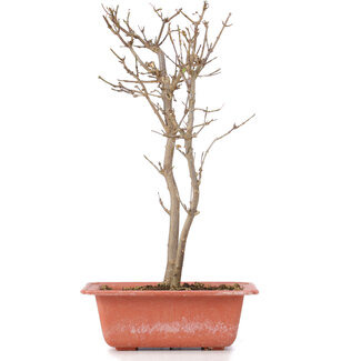 Acer buergerianum, 30 cm, ± 6 jaar oud