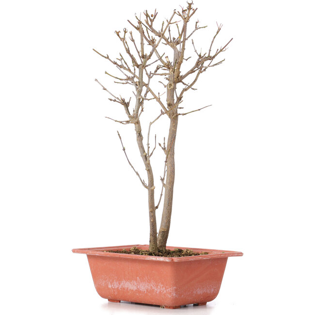 Acer buergerianum, 30 cm, ± 6 anni