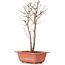 Acer buergerianum, 30 cm, ± 6 years old