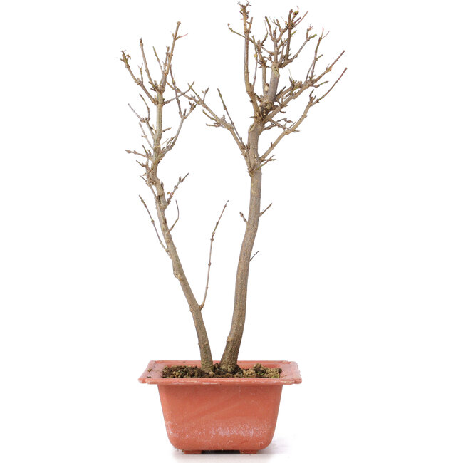 Acer buergerianum, 30 cm, ± 6 Jahre alt