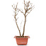 Acer buergerianum, 30 cm, ± 6 years old
