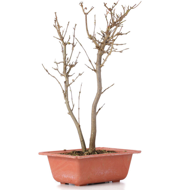 Acer buergerianum, 30 cm, ± 6 years old